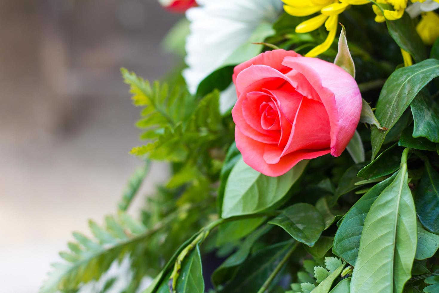 schöne Rosen verwelken foto