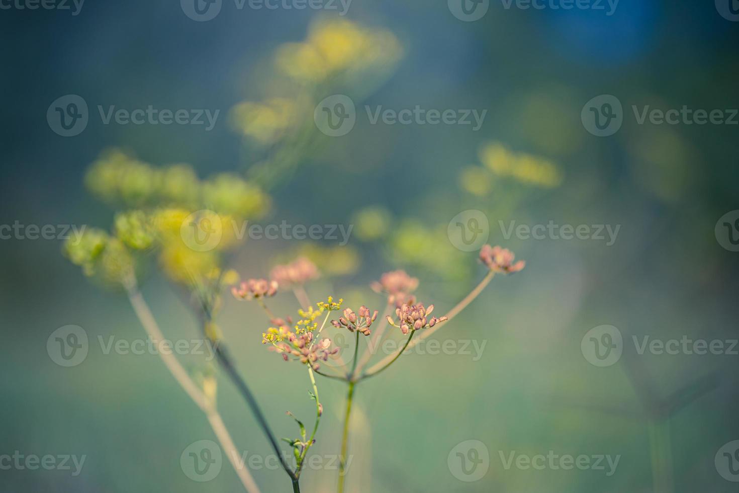 abstrakte sonnenuntergangsfeldlandschaft von gelben blumen und graswiese auf warmer goldener stunde sonnenuntergang oder sonnenaufgangszeit. ruhige frühlingssommernaturnahaufnahme und unscharfer waldhintergrund. idyllische Natur foto