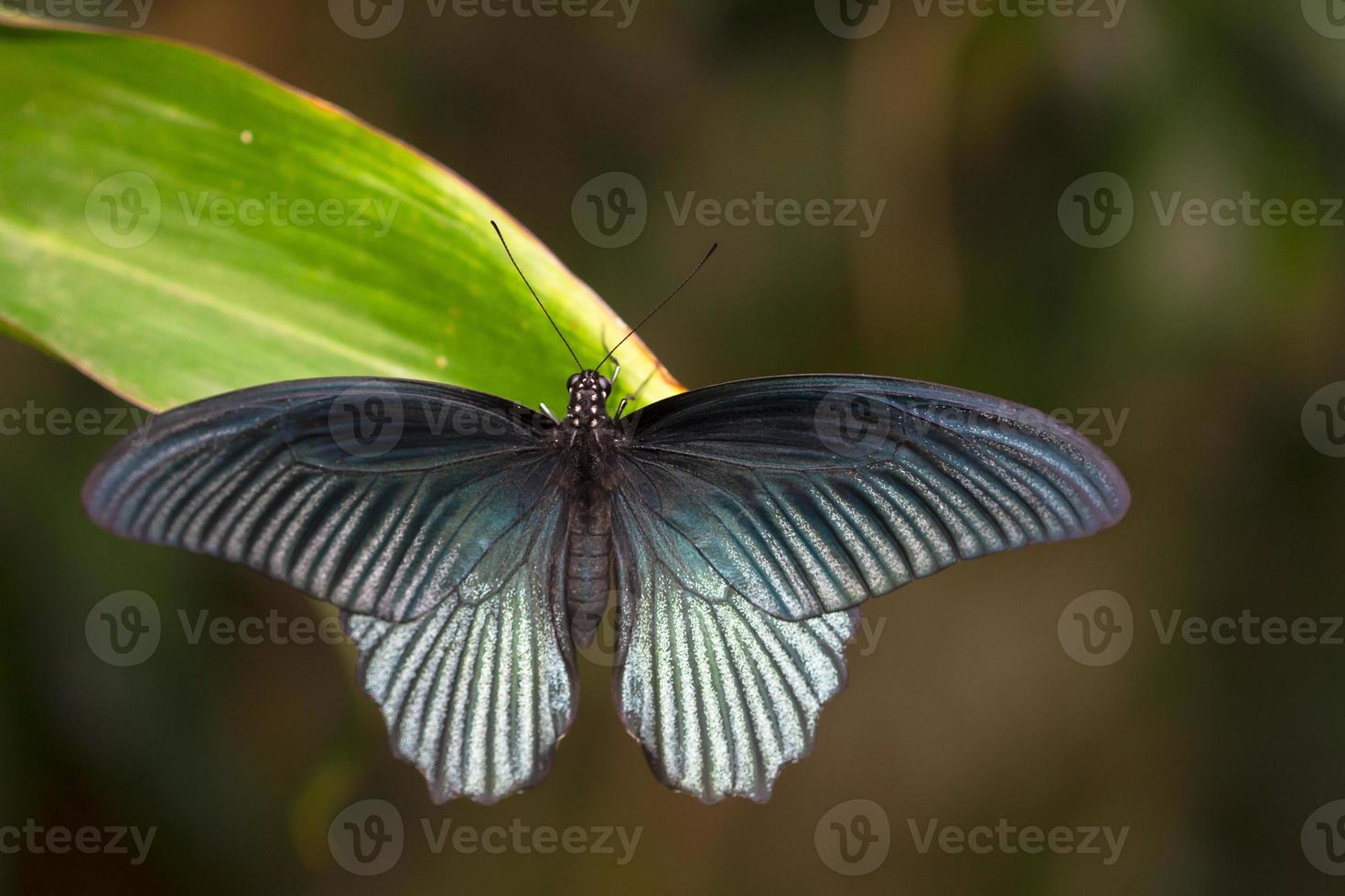 blauer schmetterlingshintergrund foto