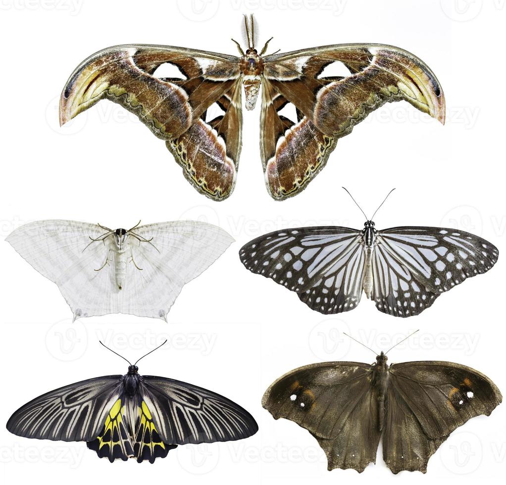 Schmetterling isoliert auf weiß foto