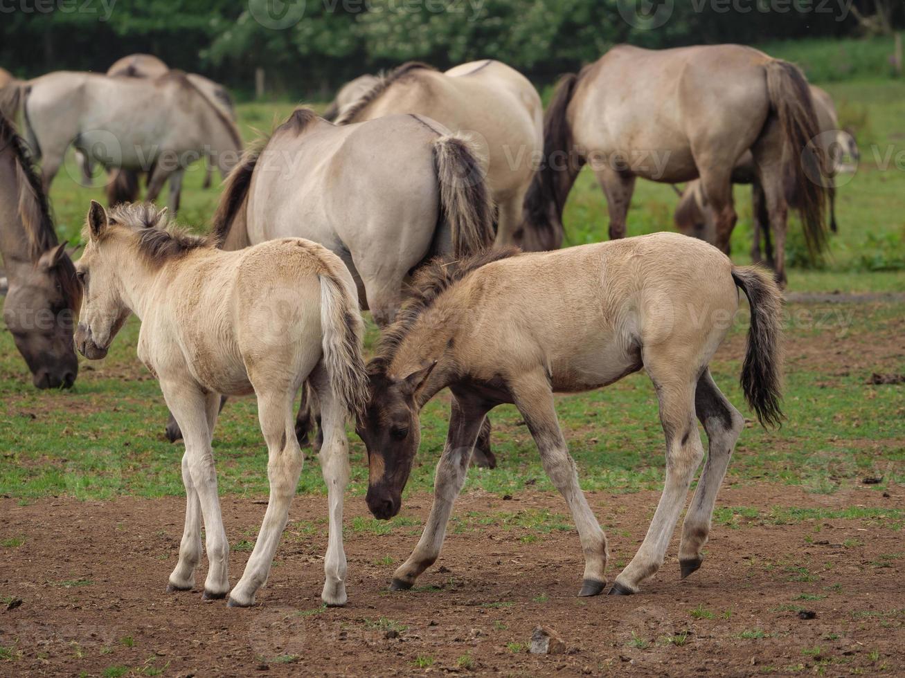 Viele Wildpferde in Deutschland foto