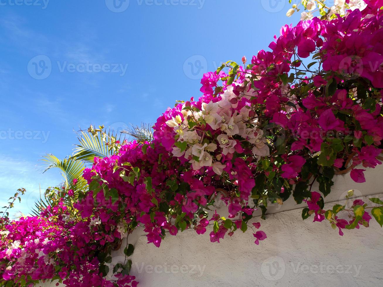 Insel Teneriffa in Spanien foto