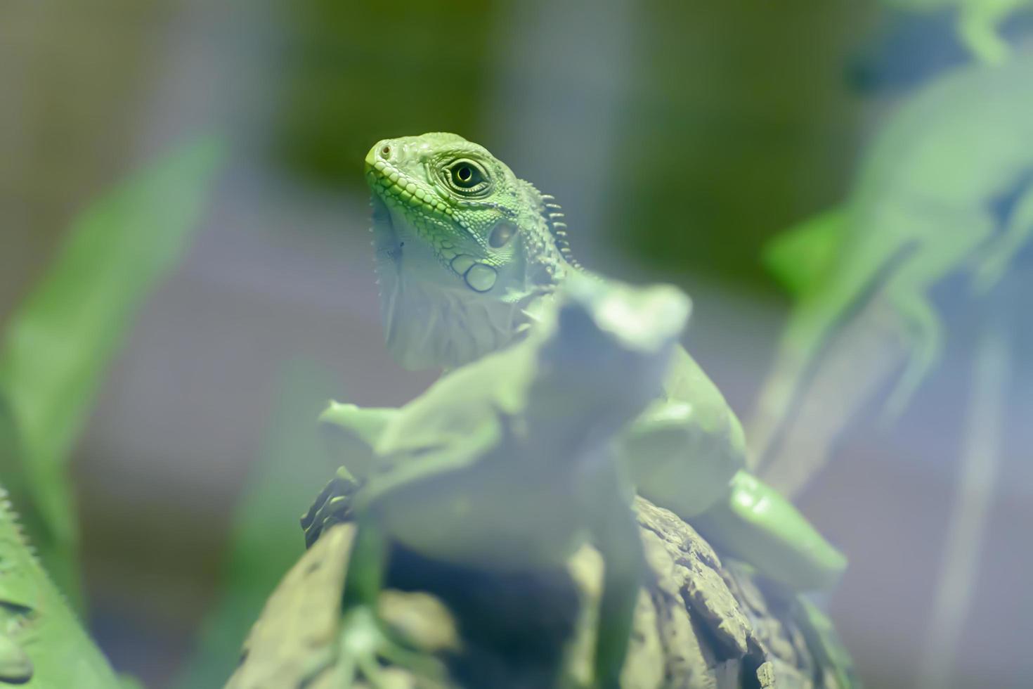 der grüne leguan nimmt einen zoo auf foto