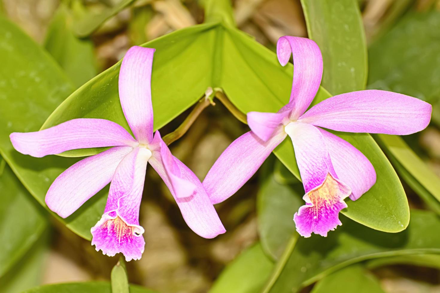 Cattleya ist eine Gattung von 113 Orchideenarten von Costa Rica und den Antillen im Süden bis nach Argentinien. foto