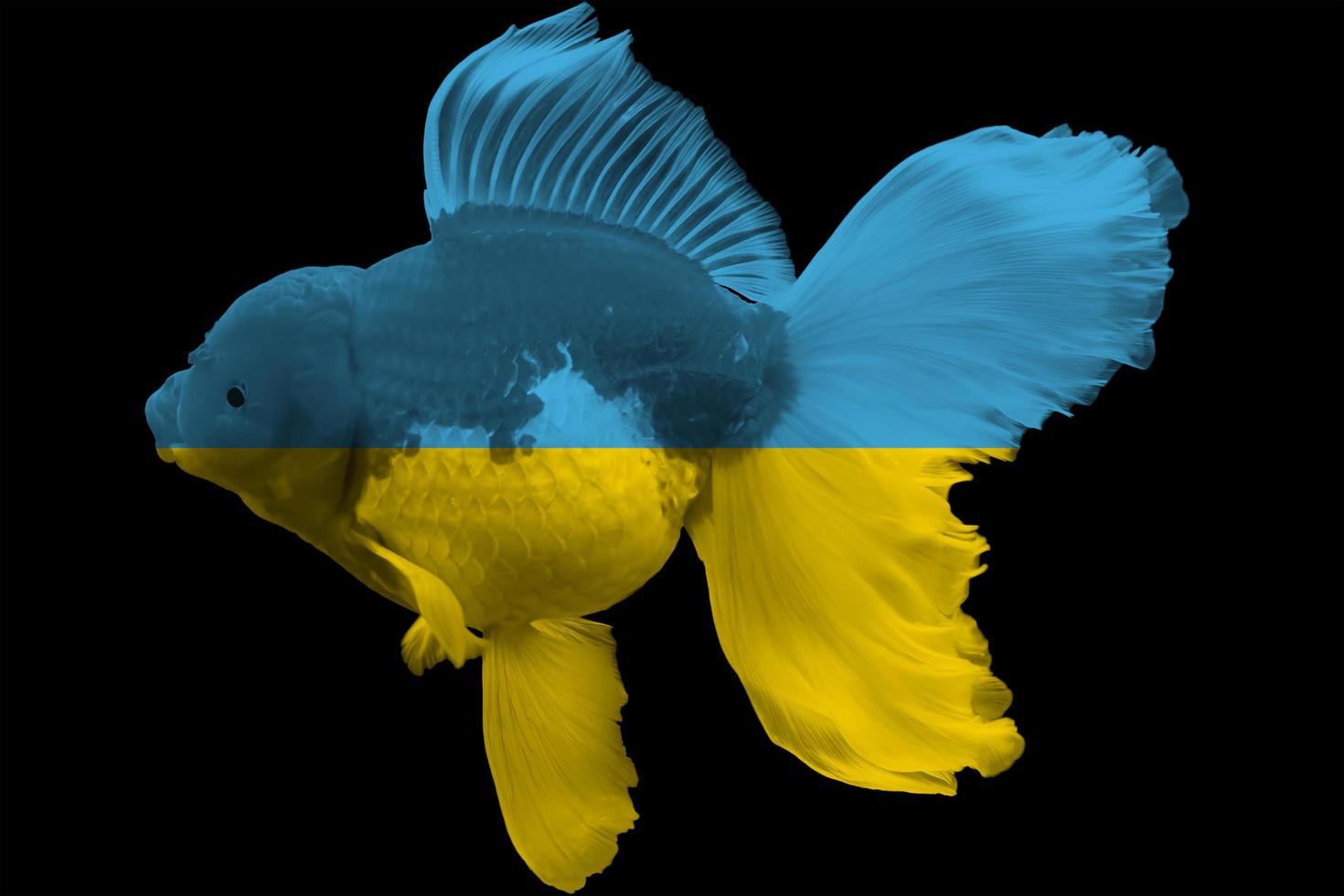 Flagge der Ukraine auf Goldfisch foto