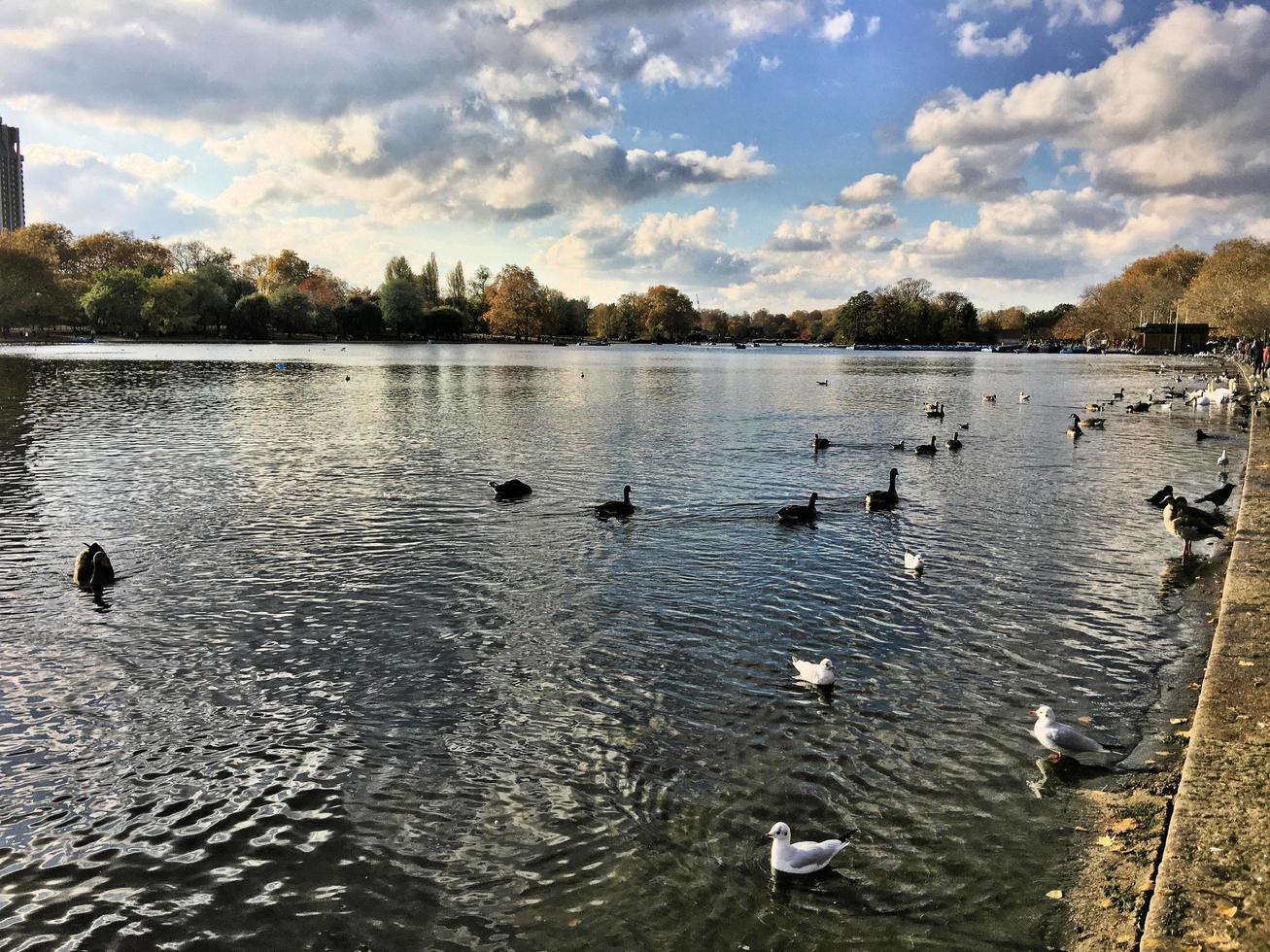 ein blick auf einige vögel auf einem see in london foto