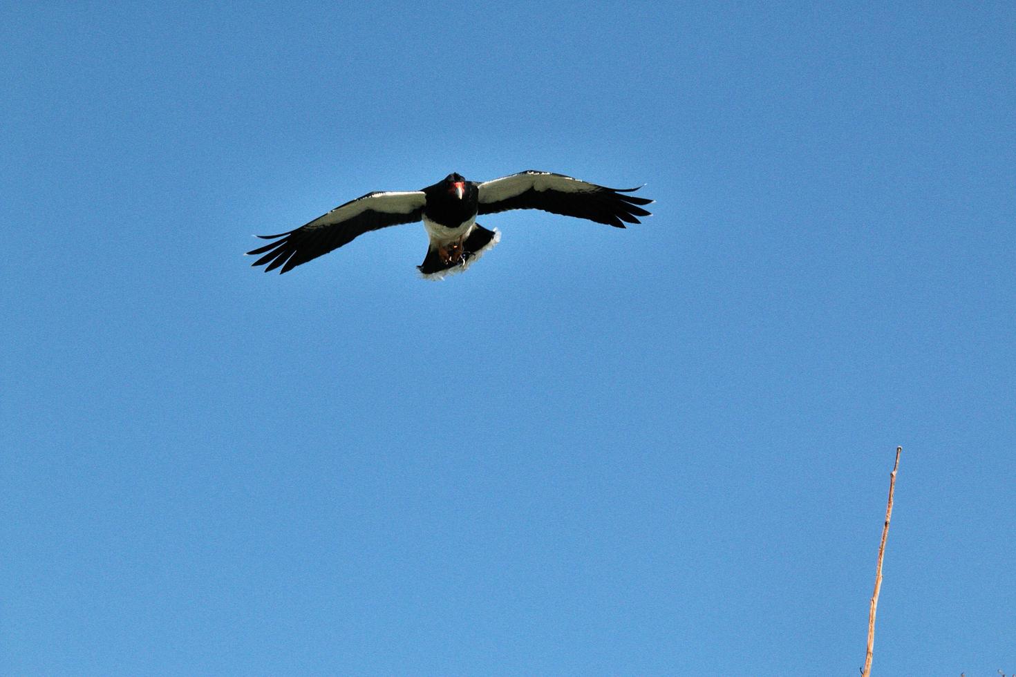 ein schwarzer Falke im Flug foto