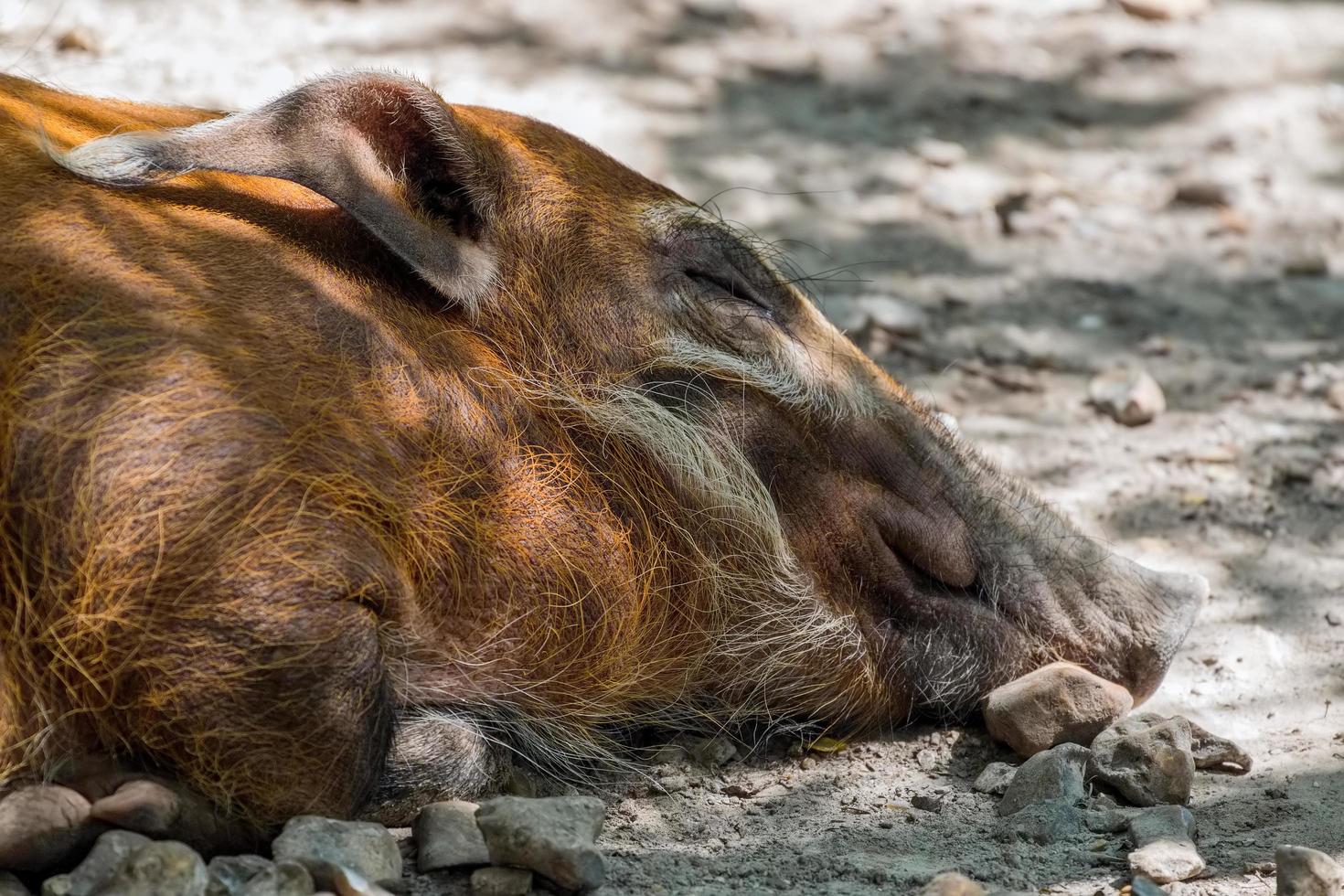 Bekesbourne, Kent, Großbritannien, 2014. Red River Hog schläft auf dem Boden foto