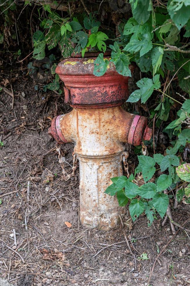 Verrosteter Hydrant im Wald foto