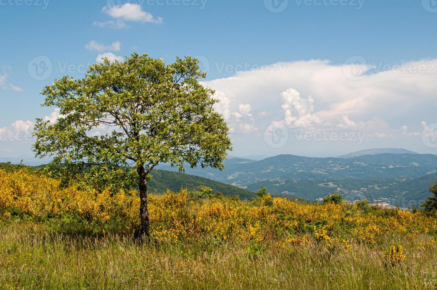 einsamer Baum auf einem Hügel an einem sonnigen Tag foto