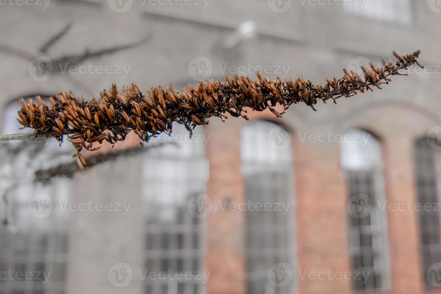 Selektiver Fokusschuss trockener Pflanzen auf einem Zweig foto