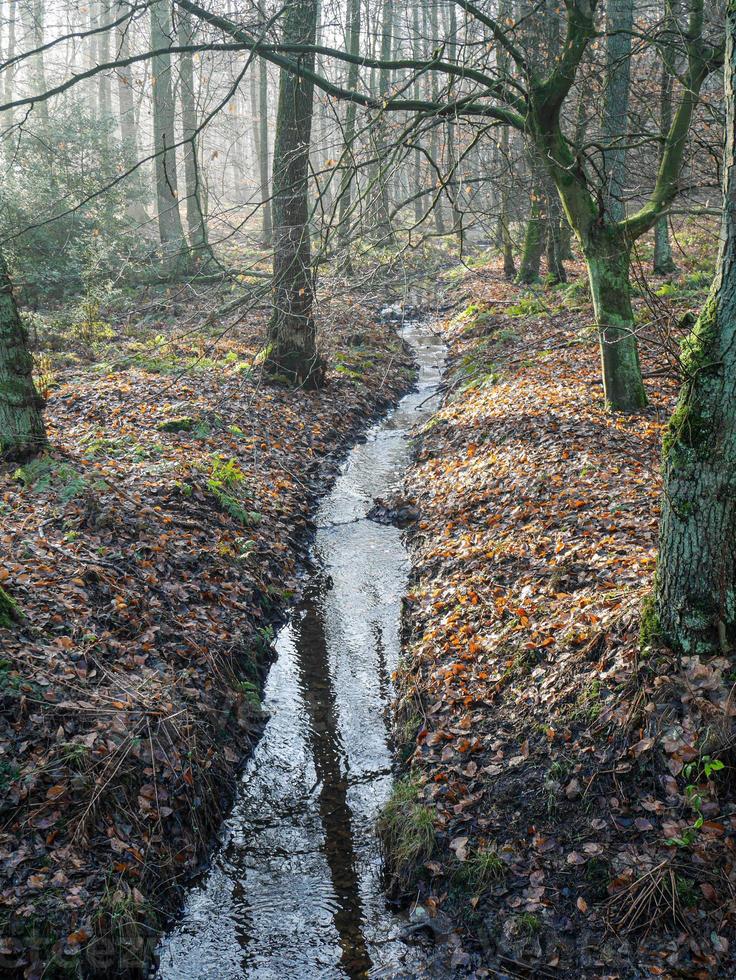 frostiger Morgen im Winter foto