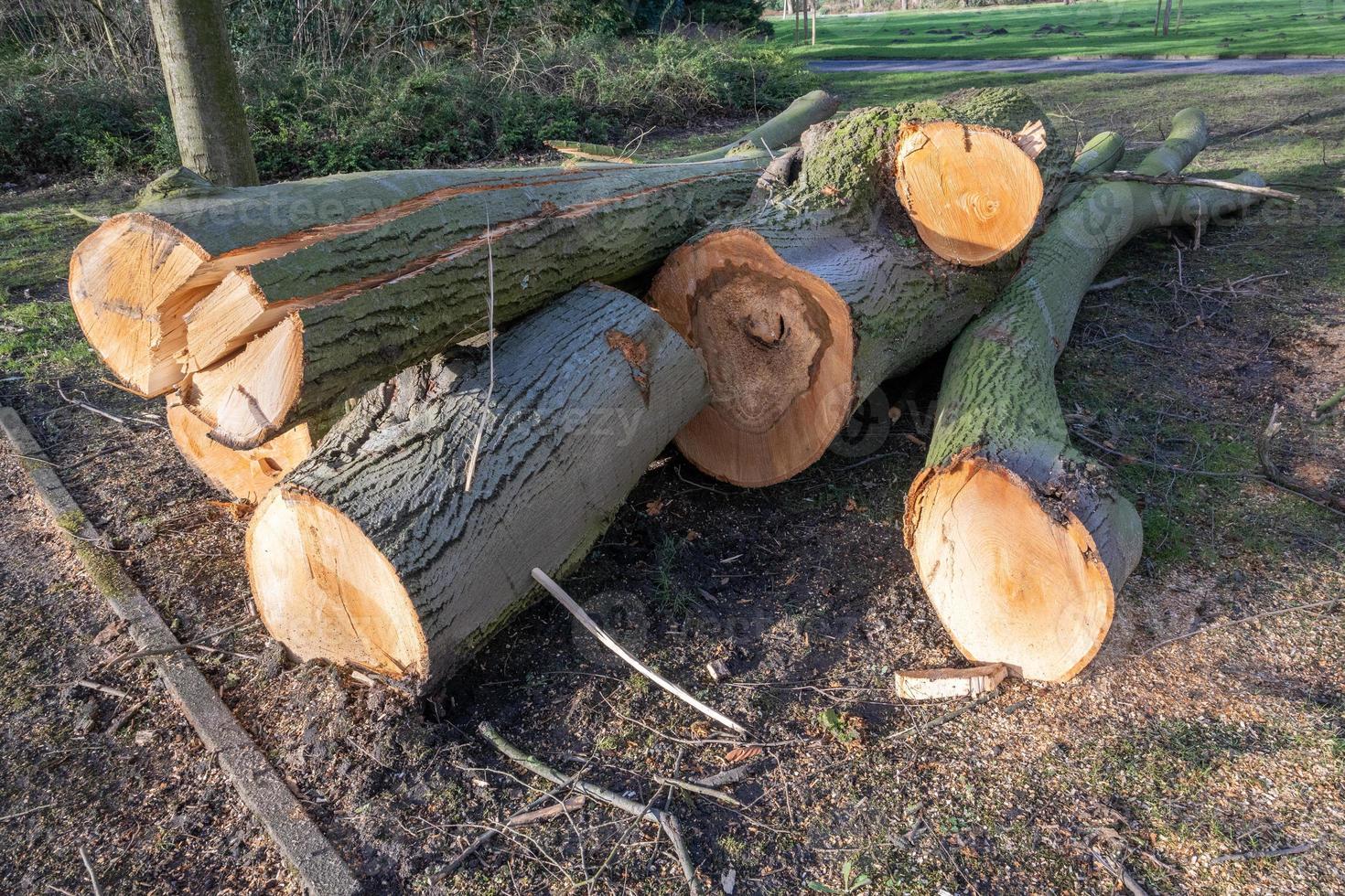 Holzscheit in der Frühlingssonne foto