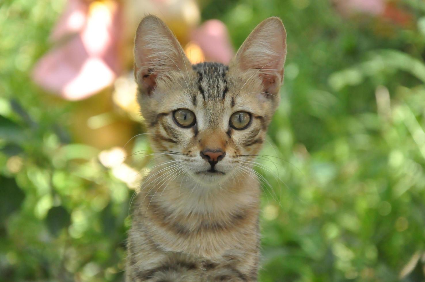 einzeln gezeichnete graue Katze foto