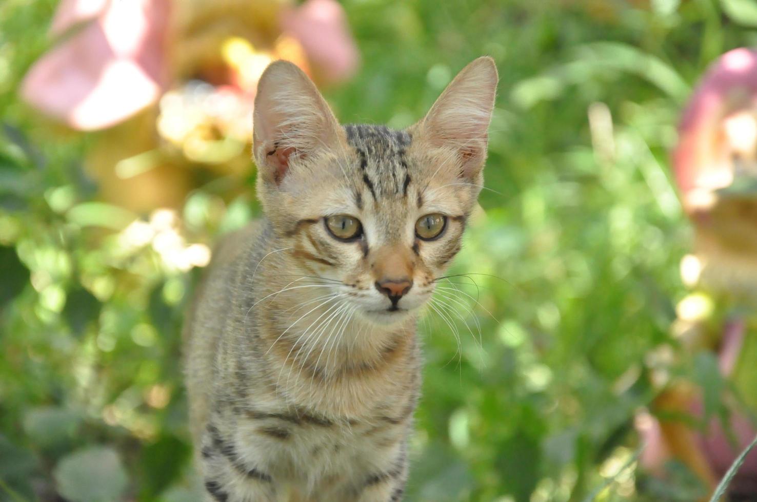 einzeln gezeichnete graue Katze foto