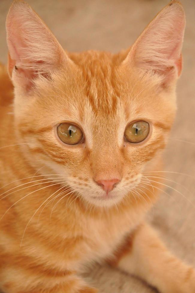 einzelne gezeichnete orange Katze foto