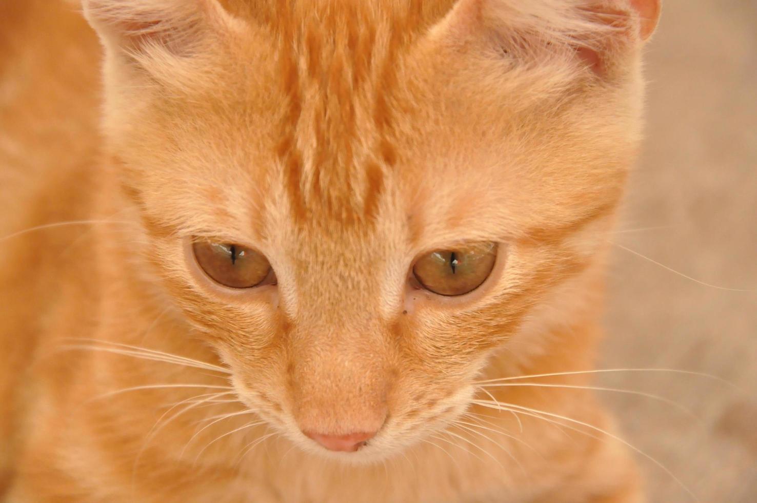 einzelne gezeichnete orange Katze foto