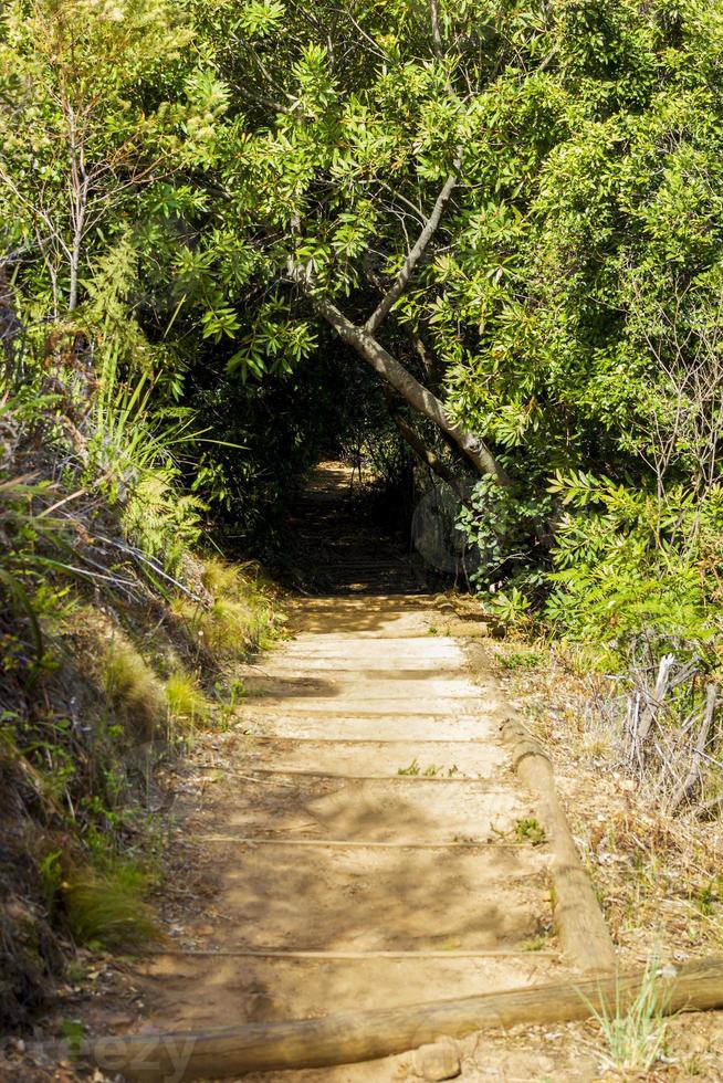 Wanderweg im Wald von Kirstenbosch National Botanical Garden. foto