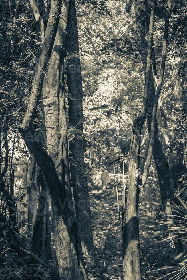 tropischer dschungel pflanzt bäume wanderwege muyil maya ruinen mexiko. foto