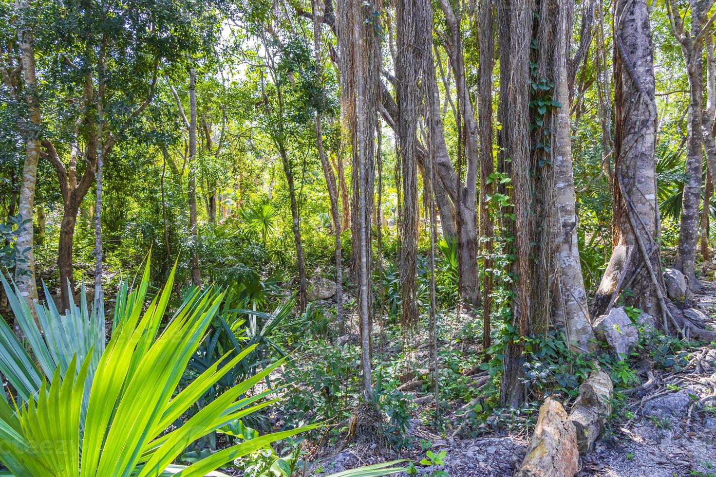 tropische pflanzen wanderweg natürlicher dschungelwald puerto aventuras mexiko. foto