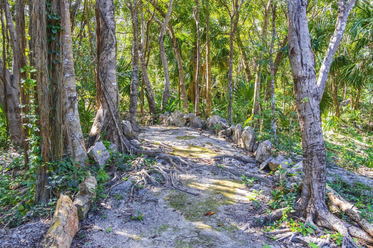 tropische pflanzen wanderweg natürlicher dschungelwald puerto aventuras mexiko. foto