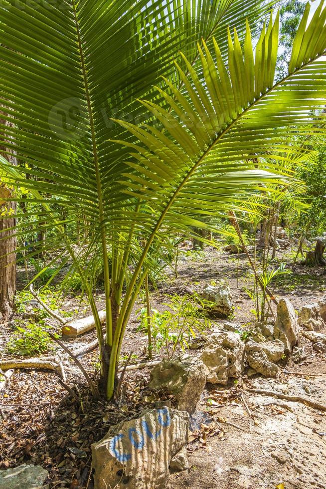 tropische palmen pflanzen natürlichen dschungel puerto aventuras mexiko. foto