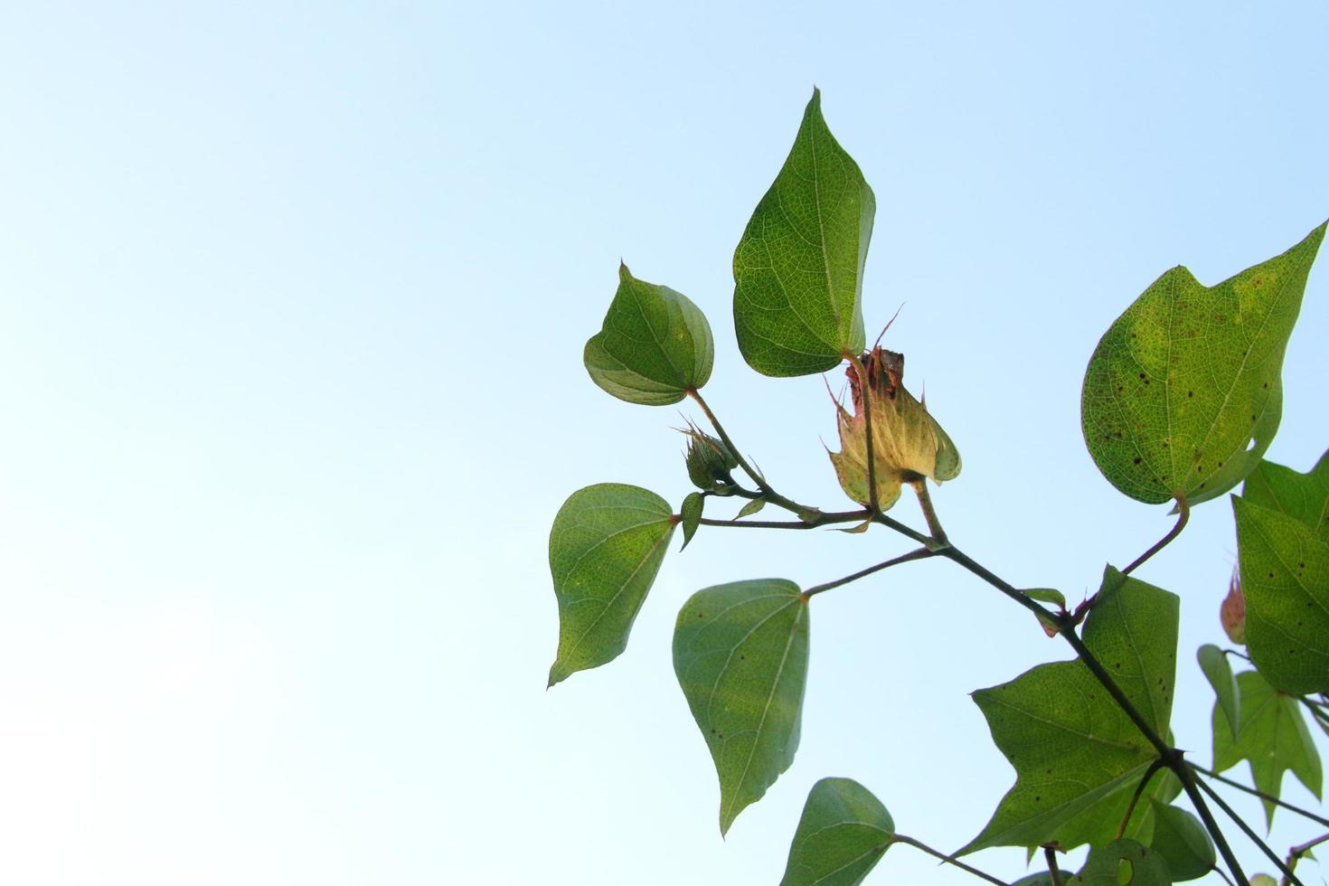 Junge Blume des Ceylon-Baumwollbaums mit grünen Blättern auf Trieb und hellblauem Himmelshintergrund. Ein anderer Name ist chinesische Baumwolle oder Baumbaumwolle aus Indien, Thailand. foto