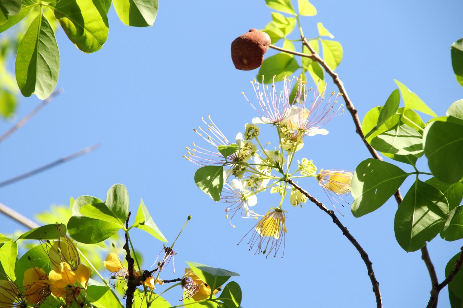 blume von crateva, die auf zweig mit grünen blättern und hellblauem himmelhintergrund, thailand, blüht. foto