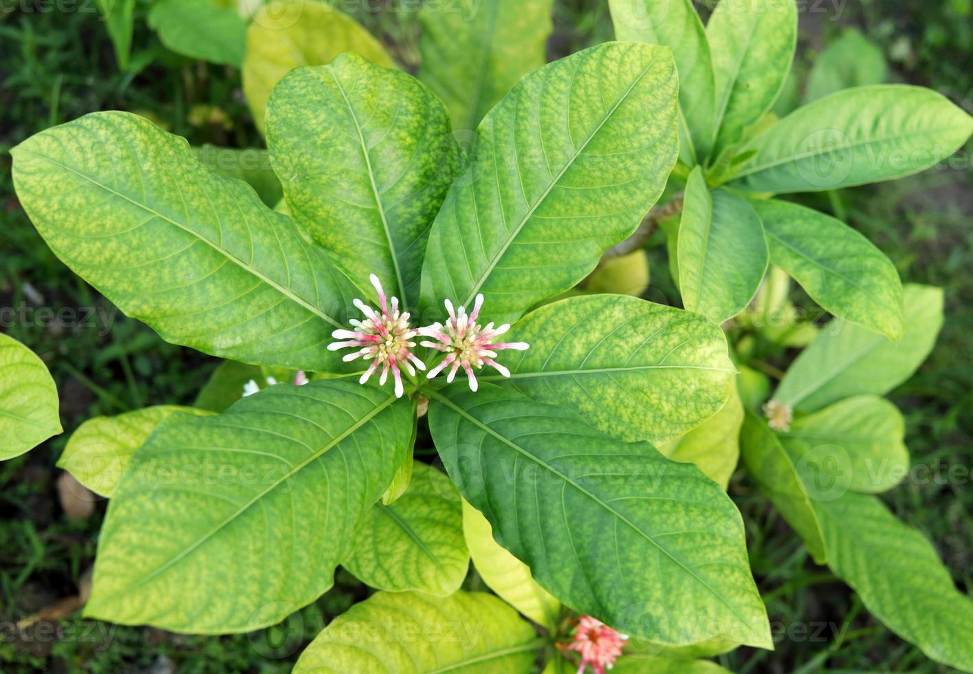 indische schlangenwurzel oder rauwolfia-baum, junge weiße blume und blätter auf spitzenbaum in der natur, thailand. Ansicht von oben. foto