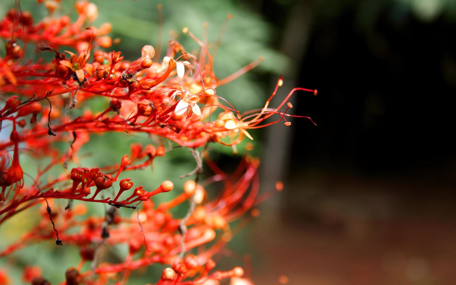 rote blume der pagodenpflanze blühen auf zweig und verwischen hintergrund in der natur, thailand. foto