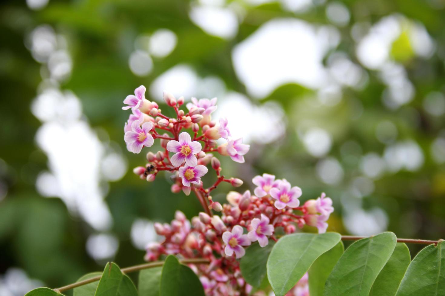 rosa lila blüten von starfruit oder carambola auf zweig und unscharfen grünen blättern hintergrund, thailand. foto