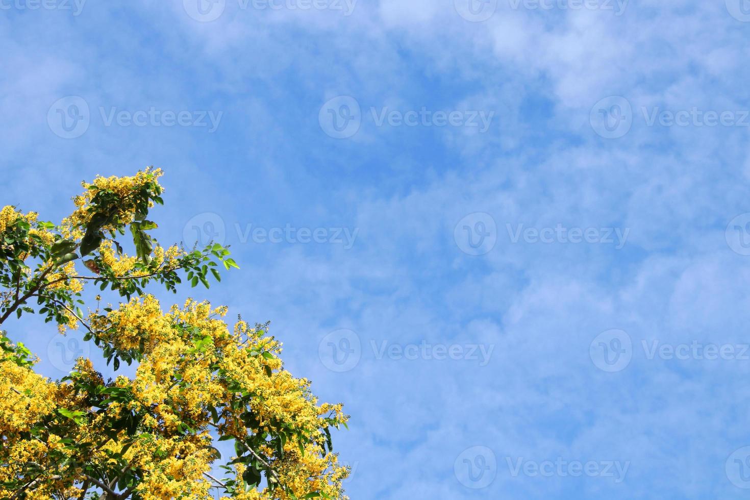 gelbe Blumen aus birmanischem Ebenholz oder birmanischem Padauk und blauem Himmelshintergrund, Thailand. foto
