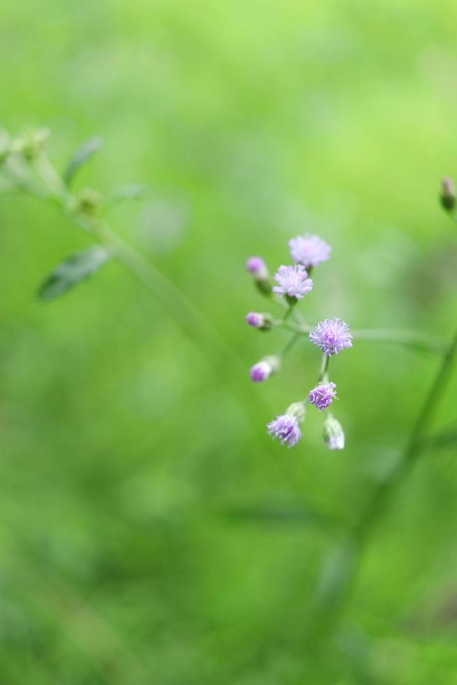 hellviolette blume des kleinen eisenkrauts, das auf zweig blüht und grünen hintergrund verwischt, thailand. ein anderer Name ist aschfarbener Berufkraut, aschfarbener Eisenkraut, lila Berufkraut, lila blühender Berufkraut. foto