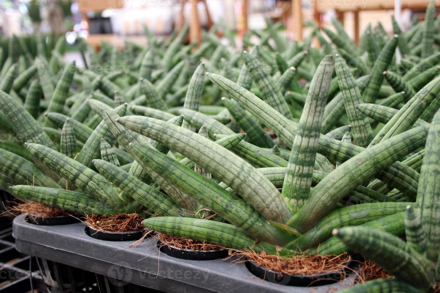 Dracaena angolensis im Topf auf schwarzem Baumschulteller. Ein anderer Name ist Sansevieria cylindrica, zylindrische Schlangenpflanze, afrikanischer Speer. foto