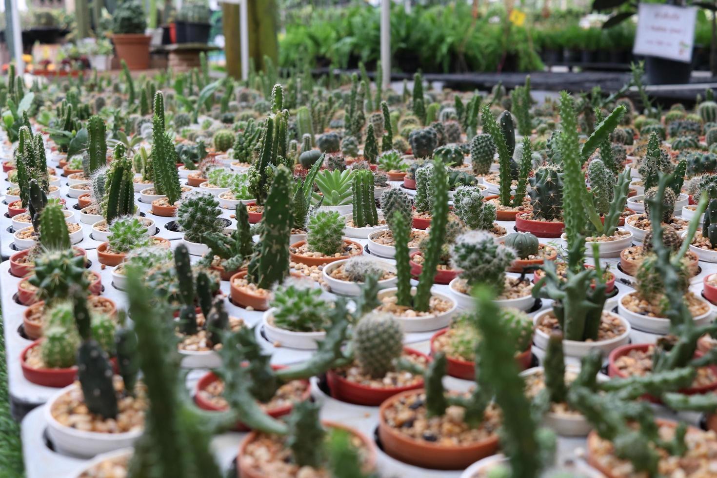 verschiedene Arten von grünen Kakteen sind im Topf und werden auf dem Bauernhof verkauft. foto