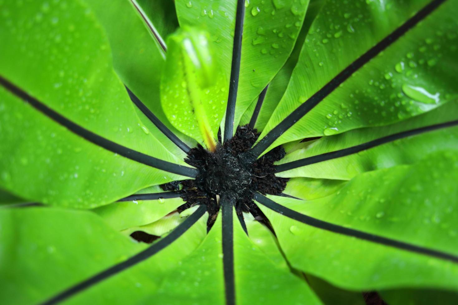Hellgrüne Blätter des Vogelnestfarns, Draufsicht. Mittelrippe breitet sich von der Mitte aus und ist von schwarzer Farbe. foto