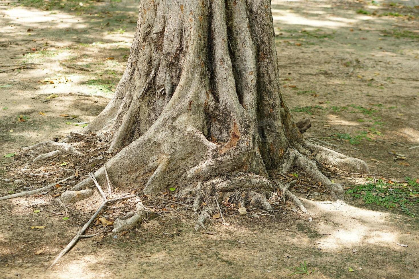 große Bäume im Park foto