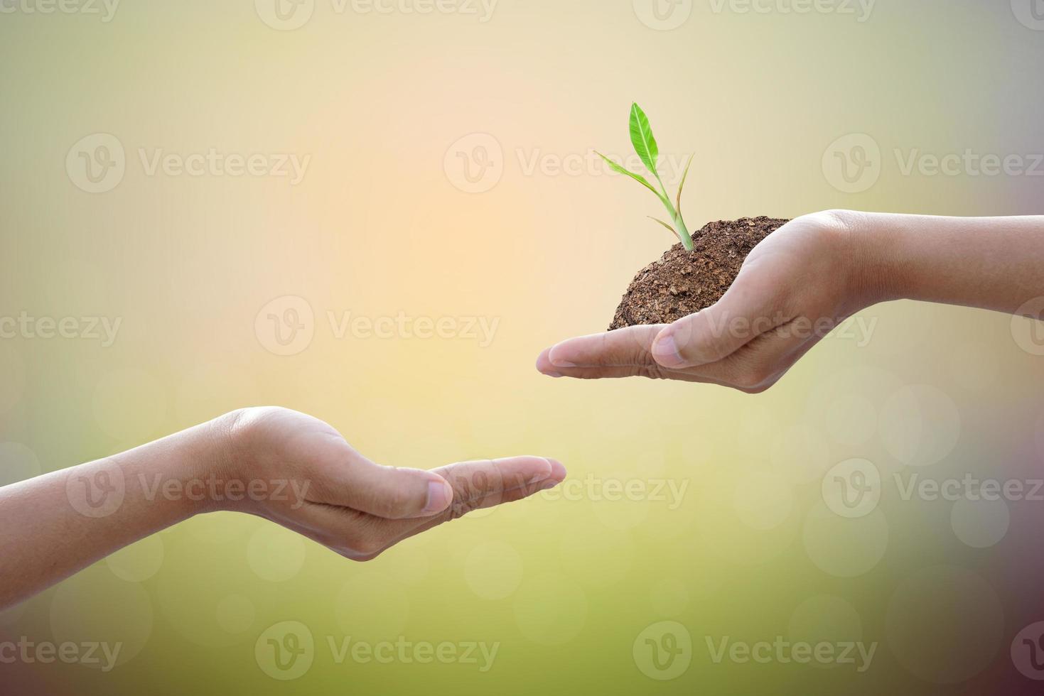 wir lieben die welt der ideen, geben baum auf naturhintergrund. foto