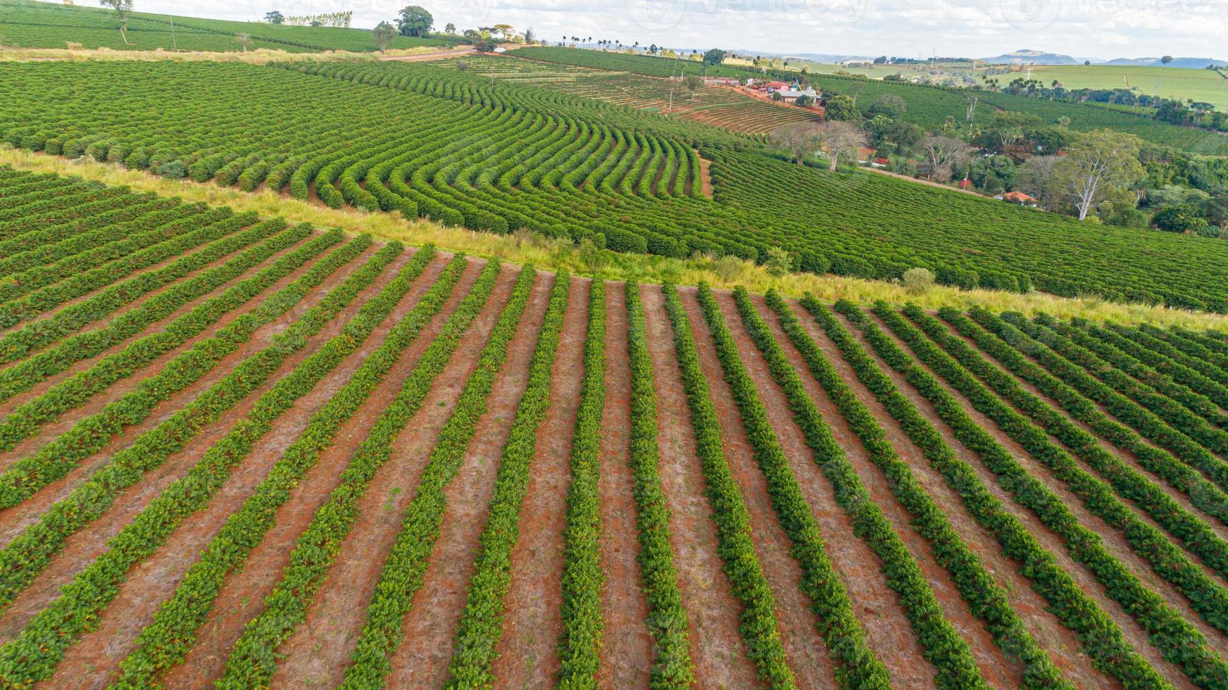 Luftaufnahme einer großen brasilianischen Farm mit Kaffeeplantage. Kaffeeplantage in Brasilien. foto