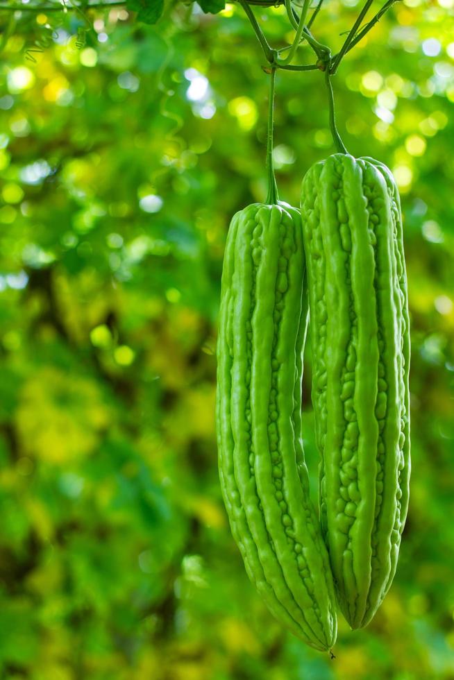 Bitterer Kürbis im Garten foto