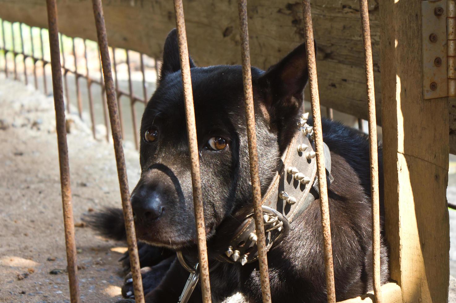 schwarzer Hund wurde im Käfig gelassen. foto