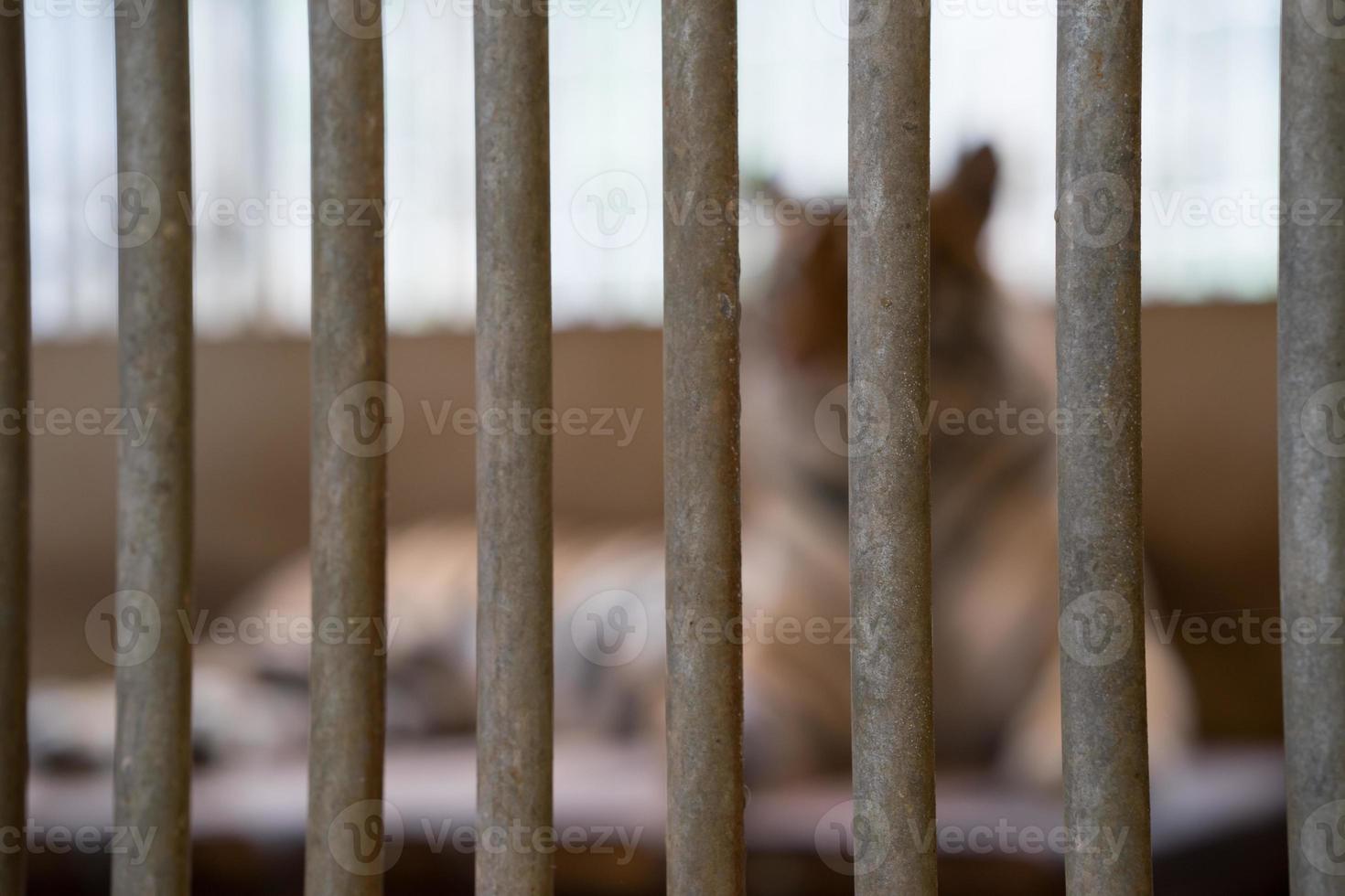 Tiger im Käfig foto