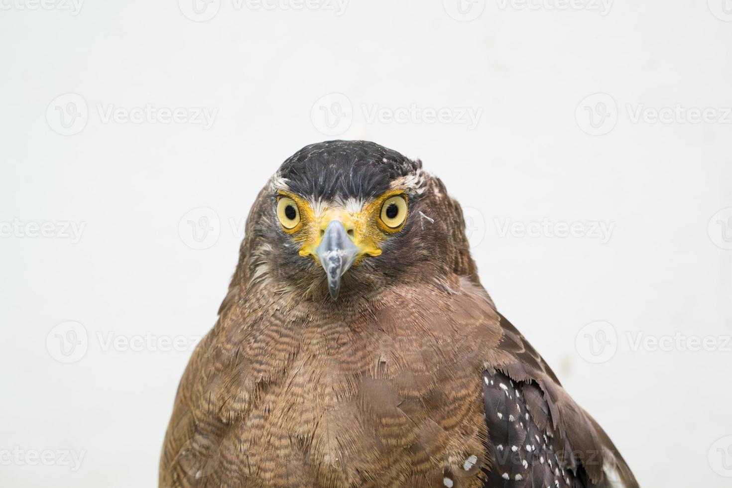 Crested Serpent Eagle Spilornis Cheela foto