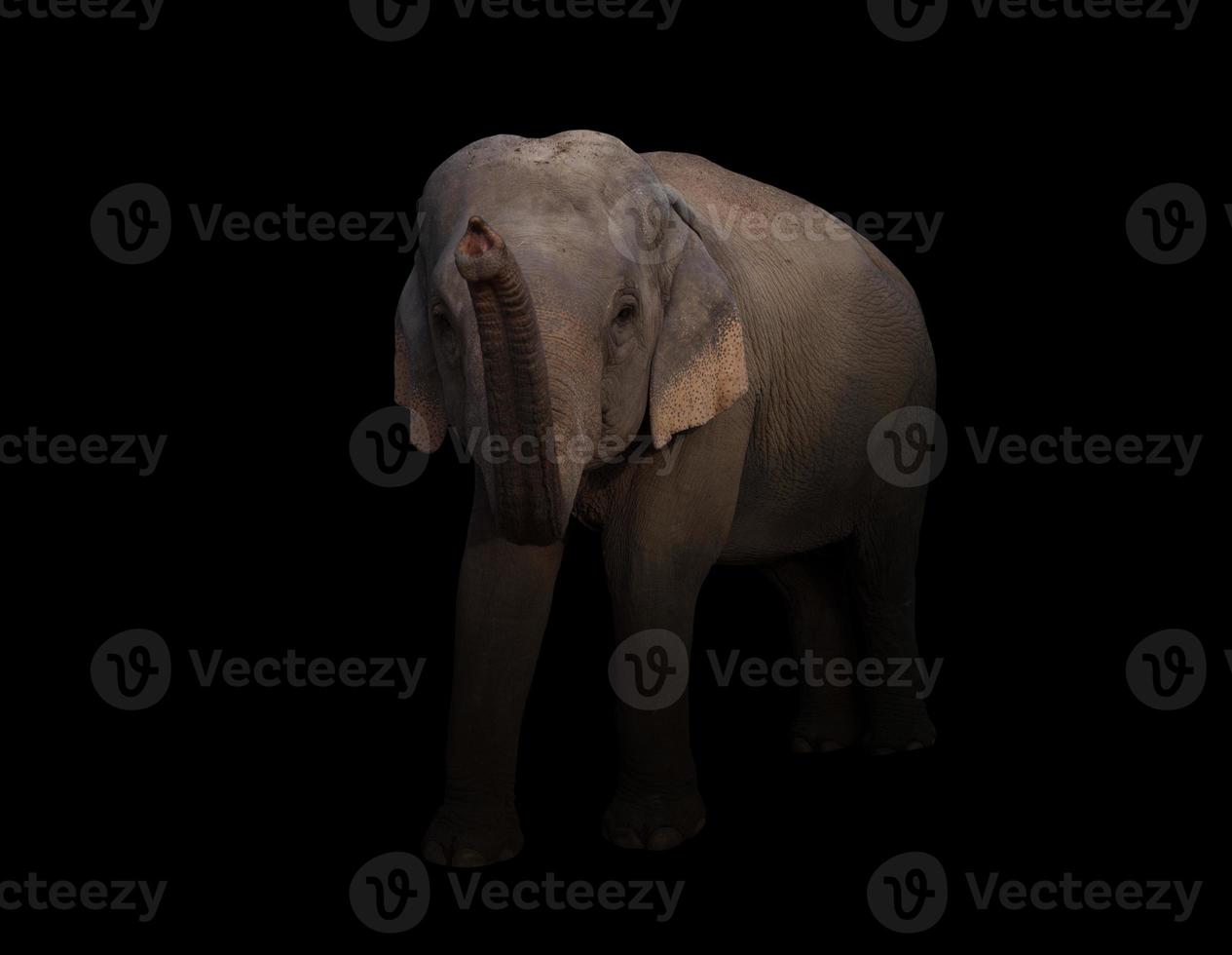 weiblicher asiatischer Elefant im Dunkeln foto