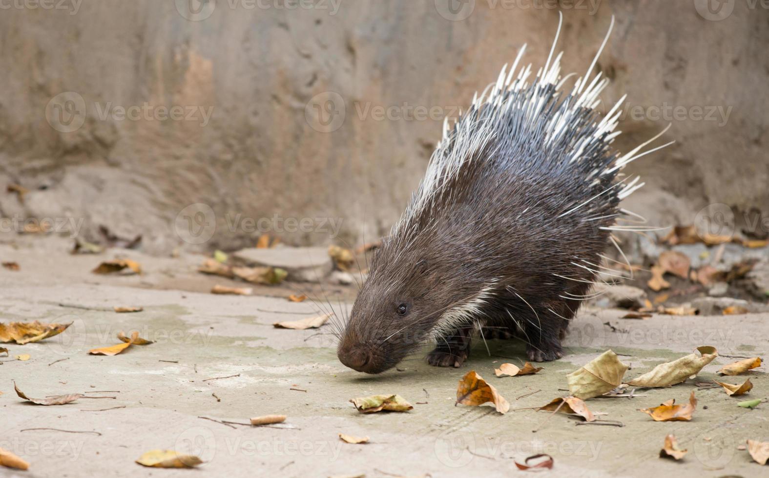 Malaiisches Stachelschwein, Himalaya-Stachelschwein, großes Stachelschwein foto