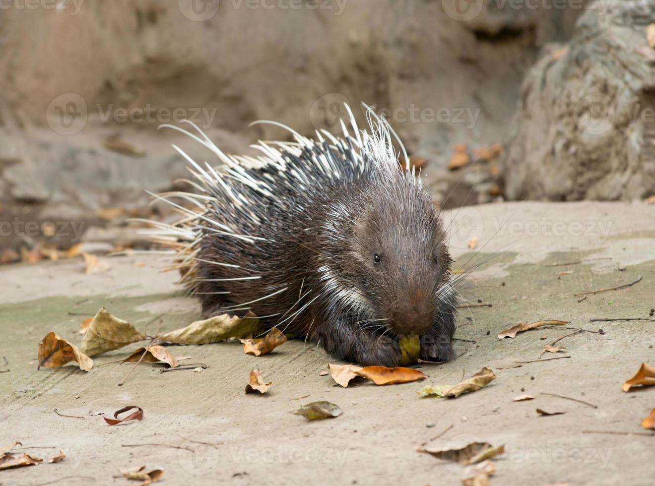 Malaiisches Stachelschwein, Himalaya-Stachelschwein, großes Stachelschwein foto