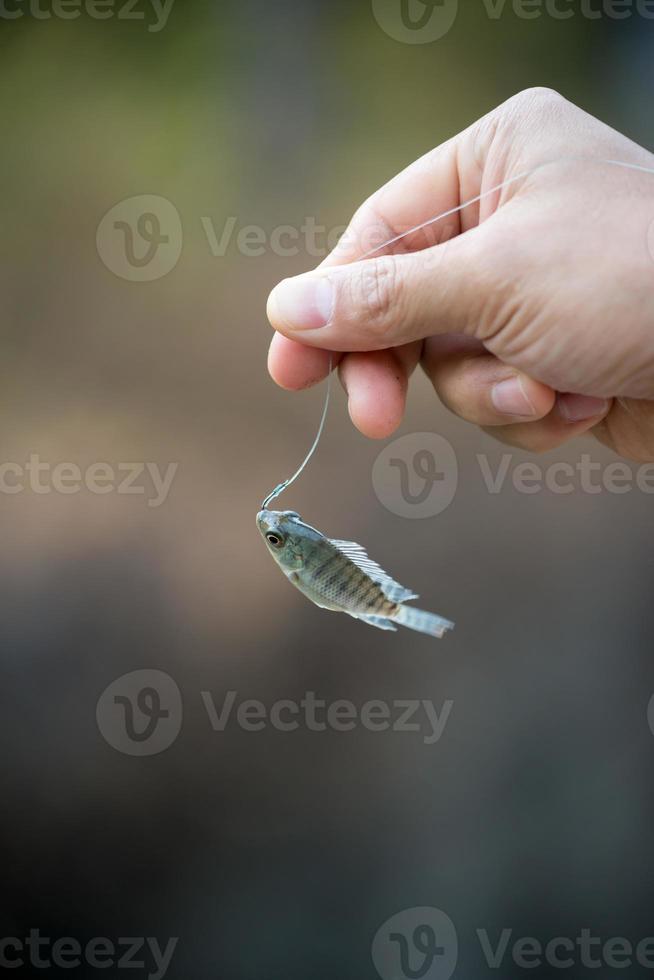 Nil-Tilapia-Fische, die am Haken hängen foto