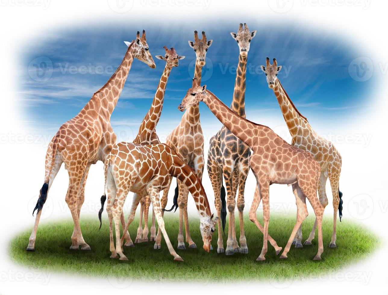 Gruppe von Giraffen foto