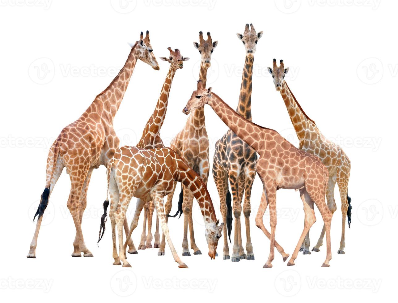 Gruppe von Giraffen isoliert foto