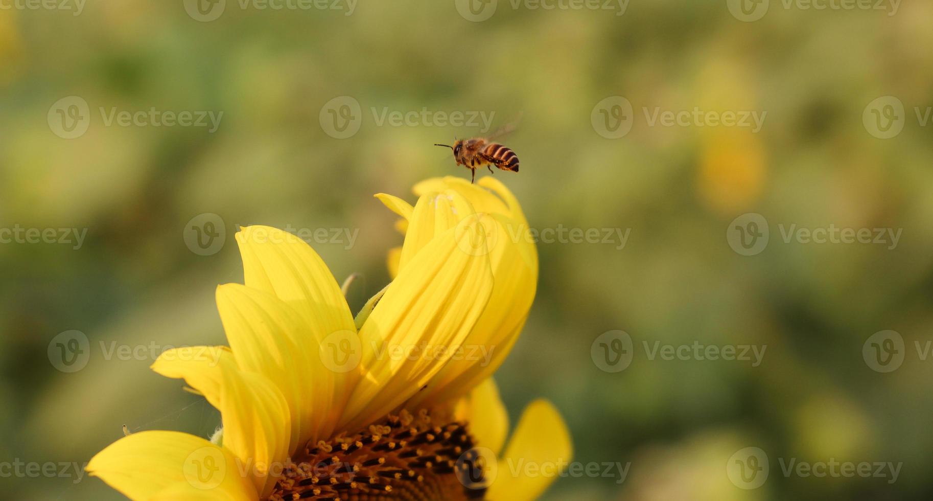 Honigbiene, die auf einer Sonnenblumennahaufnahme fliegt. Honigbiene sammelt Pollen und Nektar von einer Sonnenblume. Schöne gelbe Sonnenblume an einem sonnigen Tag. Sonnenblumen in einem Garten mit natürlichem Hintergrund. foto